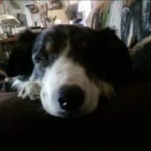 Meet your Posher, Ann akin